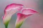 USA, Washington State, Seabeck. Close-up of calla lilies. Art Print